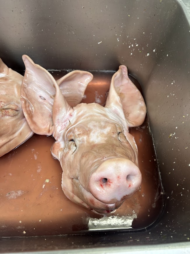Pig head